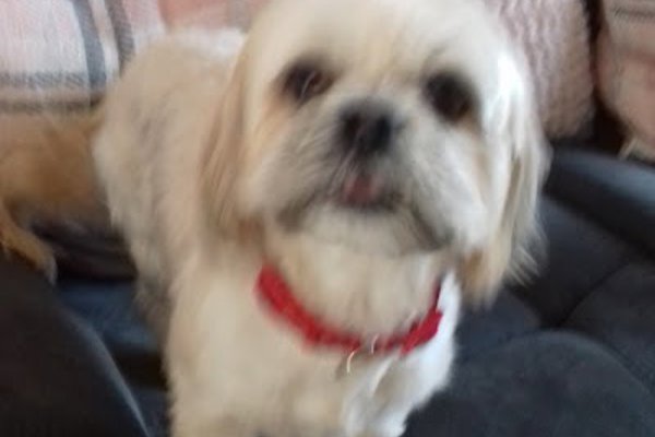Photo associated with 4 Ur Paws Only Ltd