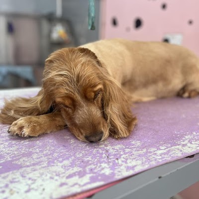 Photo associated with Bark and Beauty Dog Grooming