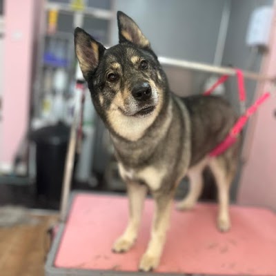 Photo associated with Bark and Beauty Dog Grooming