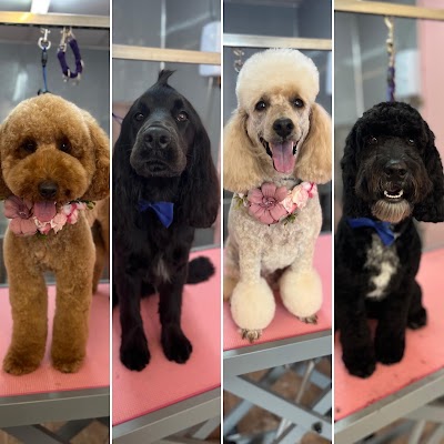 Photo associated with Bark and Beauty Dog Grooming