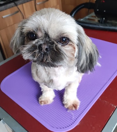 Photo associated with Fafik's Dog Grooming