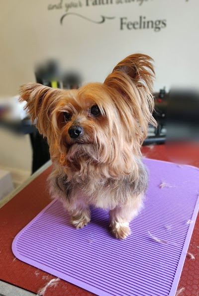 Photo associated with Fafik's Dog Grooming
