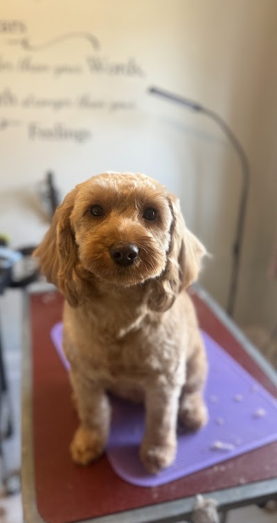 Photo associated with Fafik's Dog Grooming