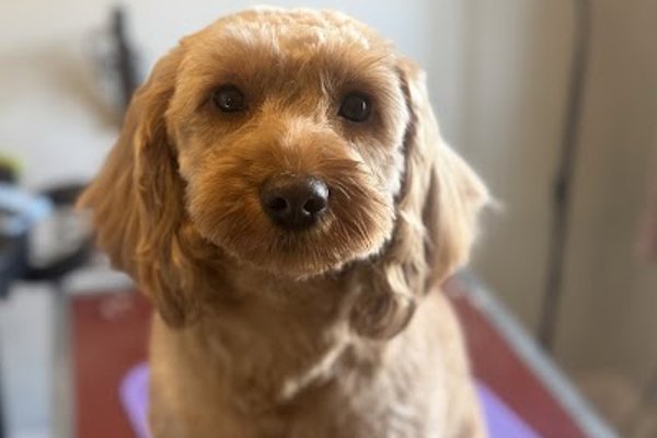 Photo associated with Fafik's Dog Grooming