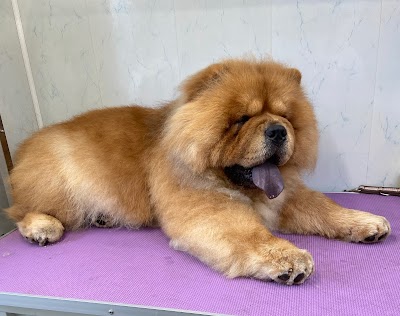 Photo associated with The Dog Groomer, Cheltenham