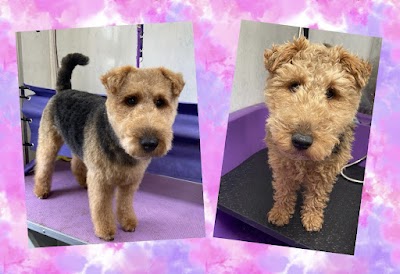 Photo associated with The Dog Groomer, Cheltenham