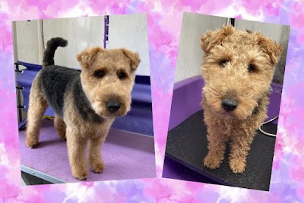 Photo associated with The Dog Groomer, Cheltenham