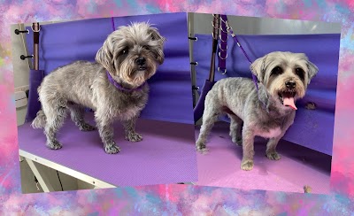 Photo associated with The Dog Groomer, Cheltenham