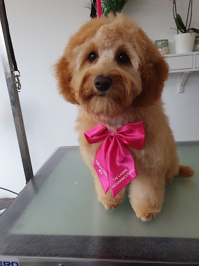 Photo associated with The Canine Grooming Studio