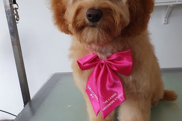 Photo associated with The Canine Grooming Studio
