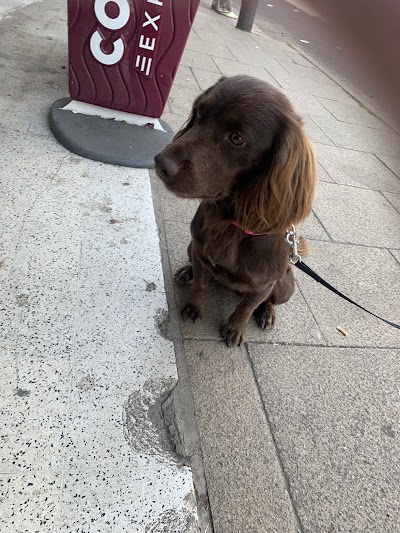 Photo associated with The Canine Grooming Studio