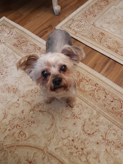 Photo associated with Home From Home Dog Groomers