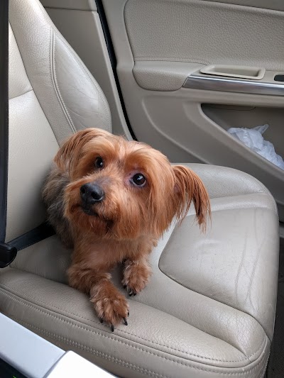 Photo associated with Home From Home Dog Groomers