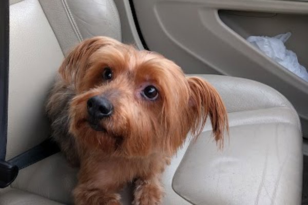 Photo associated with Home From Home Dog Groomers