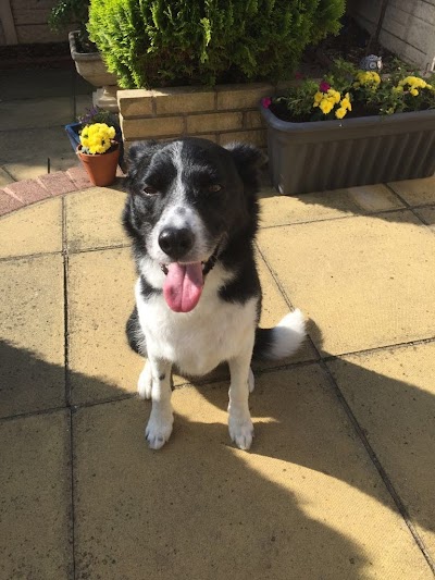 Photo associated with Home From Home Dog Groomers