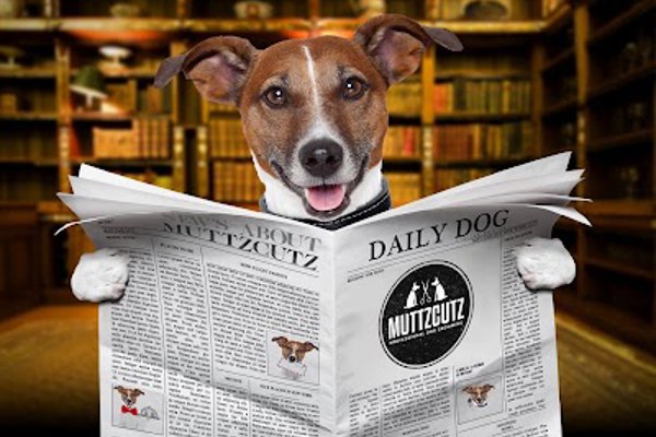 Photo associated with Muttzcutz dog grooming