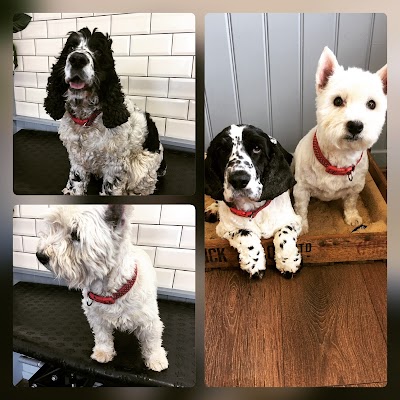 Photo associated with Muttzcutz dog grooming