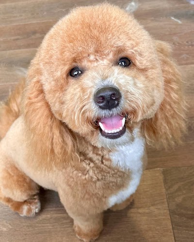 Photo associated with Muttzcutz dog grooming