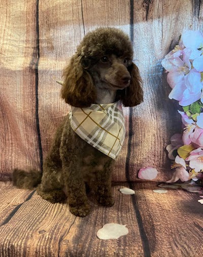 Photo associated with Sandbach Dog Grooming