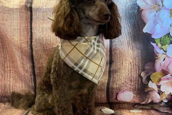 Photo associated with Sandbach Dog Grooming