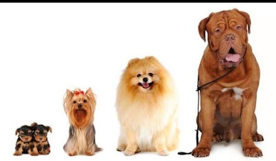 Photo associated with Perfect Dogs Grooming Parlour