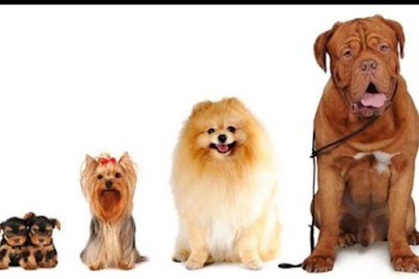 Photo associated with Perfect Dogs Grooming Parlour