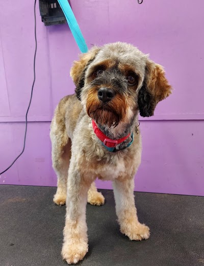 Photo associated with Perfect Dogs Grooming Parlour