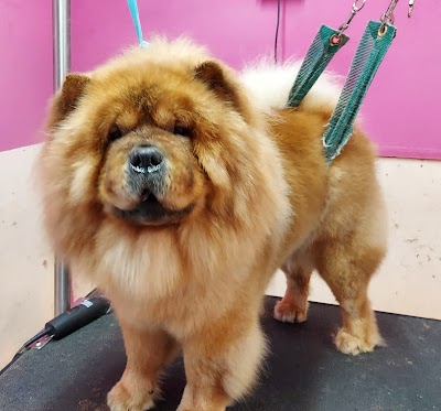 Photo associated with Perfect Dogs Grooming Parlour