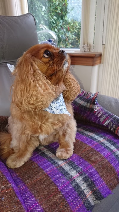 Photo associated with Blooming Grooming - Dog Grooming
