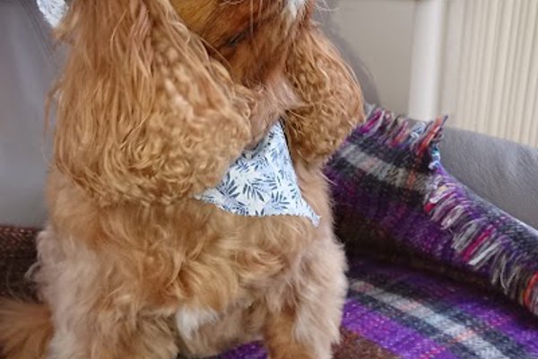 Photo associated with Blooming Grooming - Dog Grooming