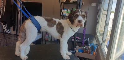 Photo associated with Trendy Paws