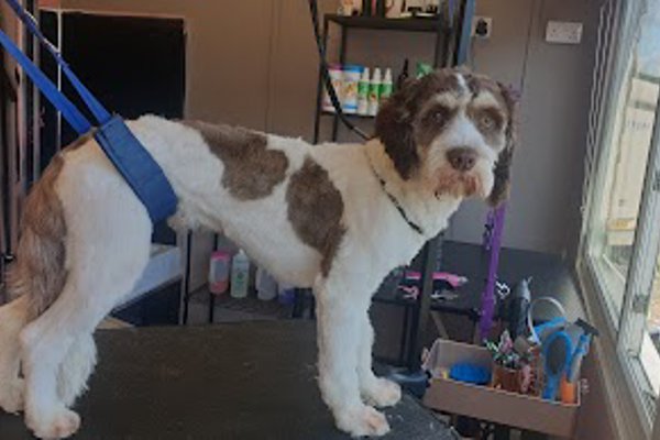 Photo associated with Trendy Paws