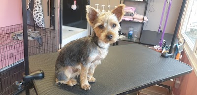 Photo associated with Trendy Paws