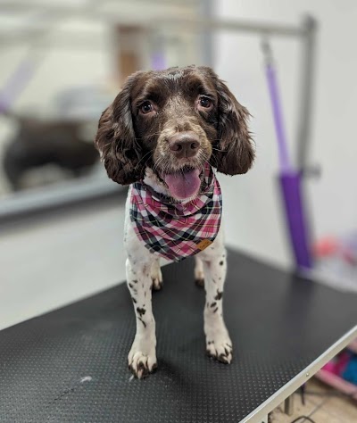 Photo associated with Mia's Paw Spa