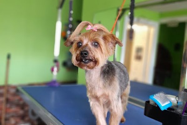 Photo associated with Little Love Dog Grooming
