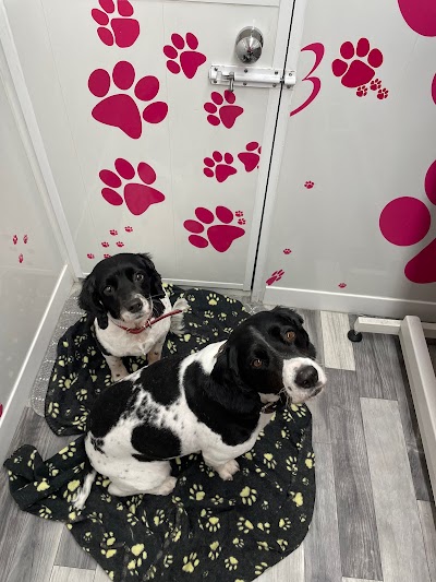Photo associated with Dog Grooming by Tammy