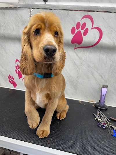 Photo associated with Dog Grooming by Tammy