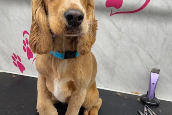 Photo associated with Dog Grooming by Tammy