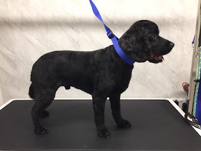 Photo associated with Dog Grooming by Tammy