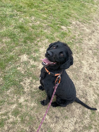Photo associated with Paws At Pencoed