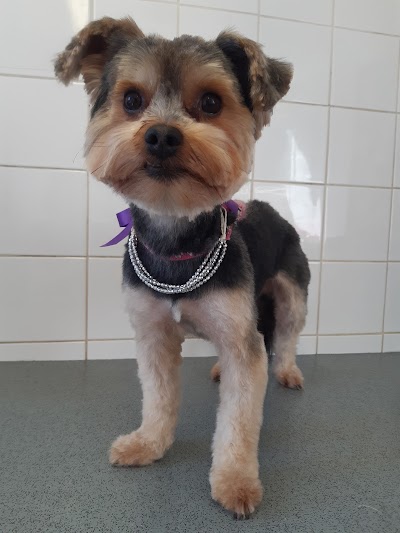 Photo associated with Shampoochez Dog Grooming