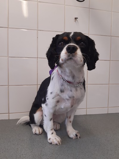 Photo associated with Shampoochez Dog Grooming