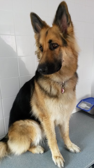 Photo associated with Shampoochez Dog Grooming