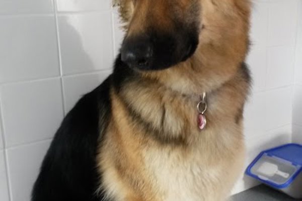 Photo associated with Shampoochez Dog Grooming