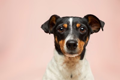 Photo associated with Brislington Dog Groomers