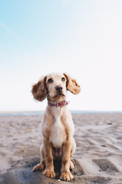 Photo associated with Brislington Dog Groomers