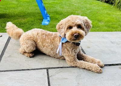 Photo associated with Prestige Dog Grooming
