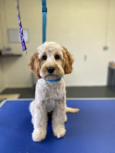 Photo associated with PlanetPaws Dog Grooming