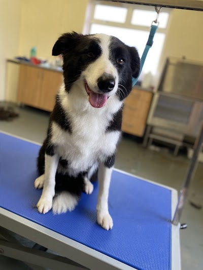 Photo associated with PlanetPaws Dog Grooming