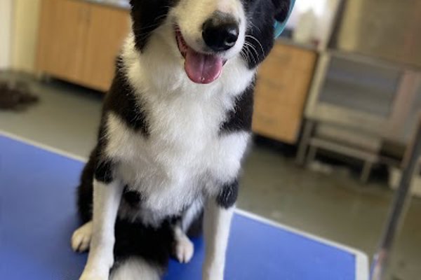 Photo associated with PlanetPaws Dog Grooming